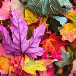 Herfst Nieuwsbrief (22-09-2026)